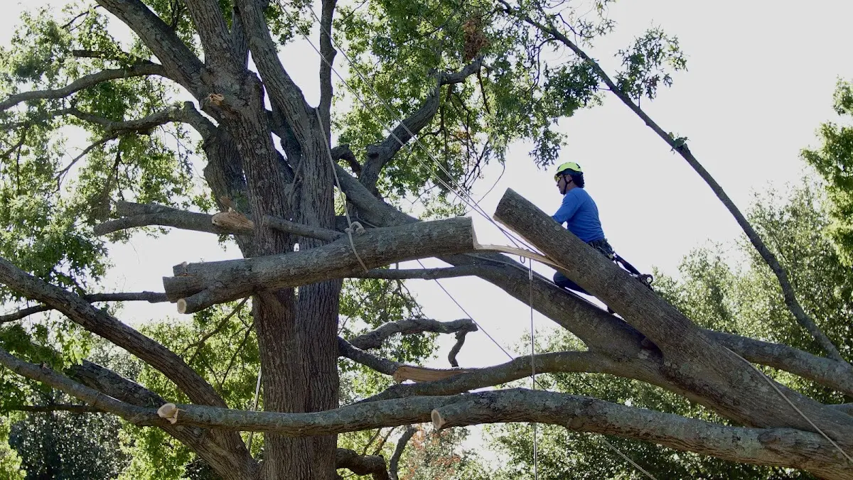 Professional Crown Thinning performed by certified arborists in Harrogate