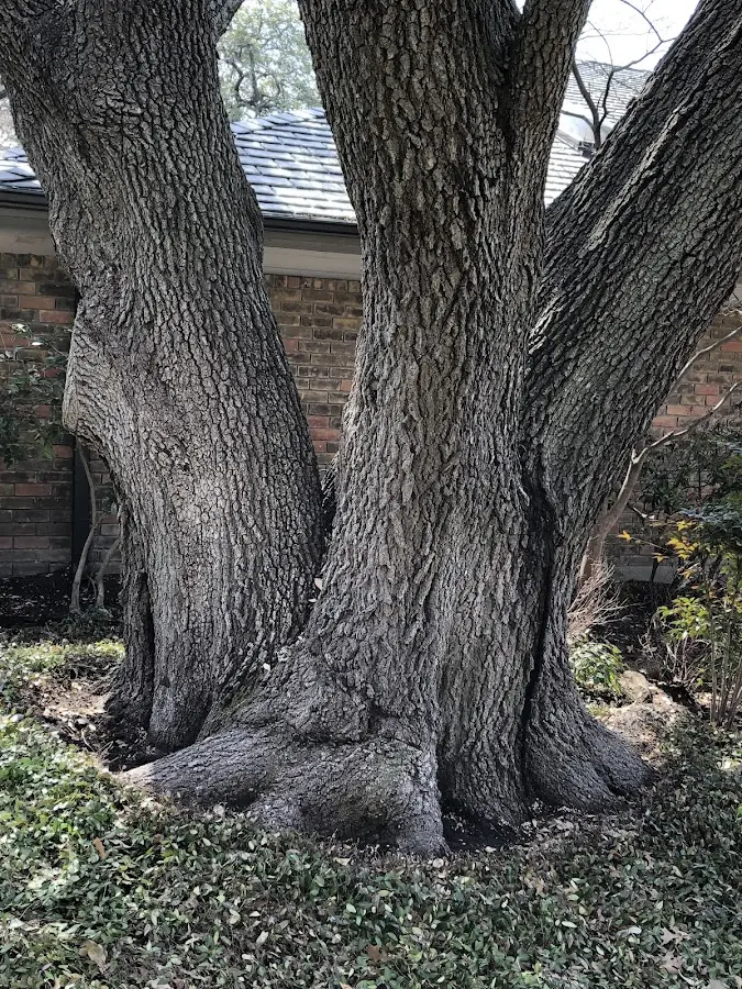 Mature heritage tree close to a Harrogate property cared for by certified arborists